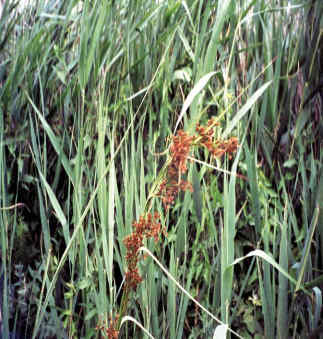 Η Φύση και η Ζωή µας στη Λίµνη Τριχωνίδα_Page107_Image1