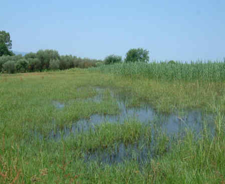 Η Φύση και η Ζωή µας στη Λίµνη Τριχωνίδα_Page110_Image1