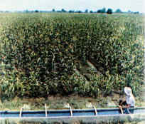 Η Φύση και η Ζωή µας στη Λίµνη Τριχωνίδα_Page73_Image1