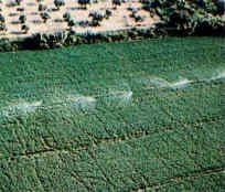 Η Φύση και η Ζωή µας στη Λίµνη Τριχωνίδα_Page73_Image2