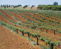 Η Φύση και η Ζωή µας στη Λίµνη Τριχωνίδα_Page74_Image1