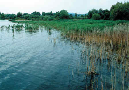 Η Φύση και η Ζωή µας στη Λίµνη Τριχωνίδα_Page76_Image1