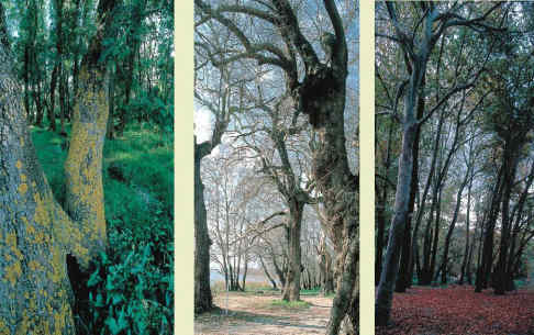 Η Φύση και η Ζωή µας στη Λίµνη Τριχωνίδα_Page77_Image1