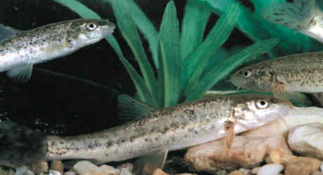 Η Φύση και η Ζωή µας στη Λίµνη Τριχωνίδα_Page80_Image1