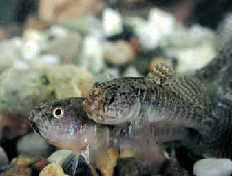 Η Φύση και η Ζωή µας στη Λίµνη Τριχωνίδα_Page81_Image1