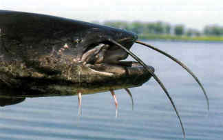 Η Φύση και η Ζωή µας στη Λίµνη Τριχωνίδα_Page81_Image2