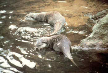 Η Φύση και η Ζωή µας στη Λίµνη Τριχωνίδα_Page82_Image1