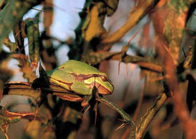 Η Φύση και η Ζωή µας στη Λίµνη Τριχωνίδα_Page83_Image1