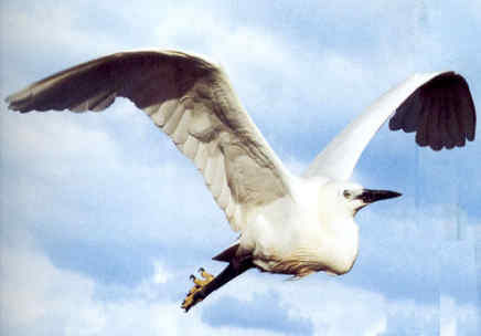 Η Φύση και η Ζωή µας στη Λίµνη Τριχωνίδα_Page84_Image1