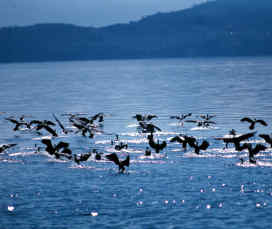 Η Φύση και η Ζωή µας στη Λίµνη Τριχωνίδα_Page84_Image2