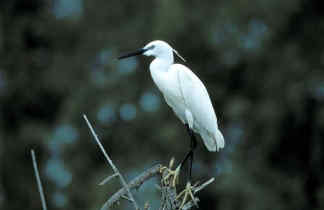 Η Φύση και η Ζωή µας στη Λίµνη Τριχωνίδα_Page84_Image3