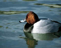 Η Φύση και η Ζωή µας στη Λίµνη Τριχωνίδα_Page85_Image1