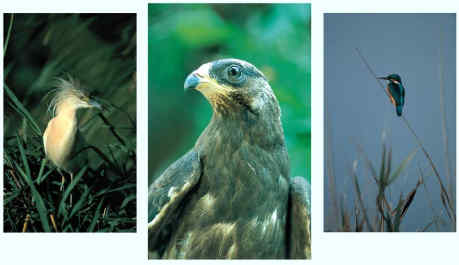 Η Φύση και η Ζωή µας στη Λίµνη Τριχωνίδα_Page86_Image1