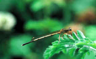 Η Φύση και η Ζωή µας στη Λίµνη Τριχωνίδα_Page87_Image1