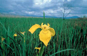 Η Φύση και η Ζωή µας στη Λίµνη Τριχωνίδα_Page89_Image1