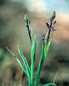 Η Φύση και η Ζωή µας στη Λίµνη Τριχωνίδα_Page90_Image1