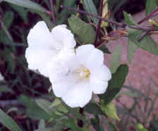 Η Φύση και η Ζωή µας στη Λίµνη Τριχωνίδα_Page90_Image2