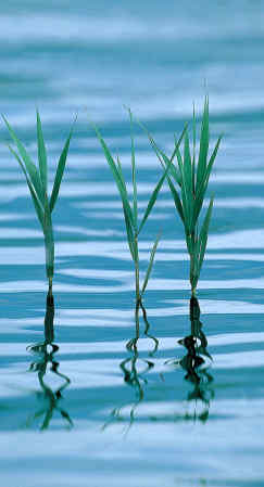 Η Φύση και η Ζωή µας στη Λίµνη Τριχωνίδα_Page90_Image3